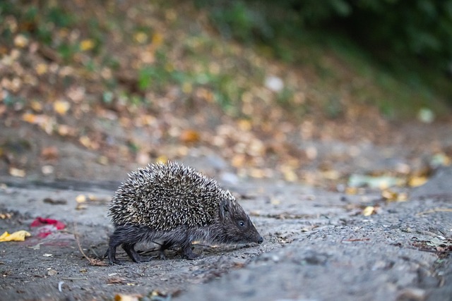 德保羅：我感覺身體和心態都非常好，希望能繼續為球隊做出貢獻.